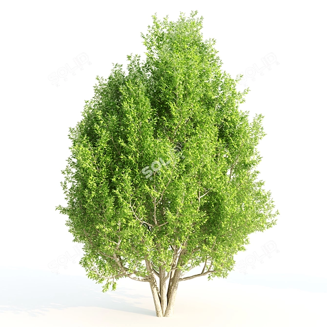 Nature's Trio: Laurus, Acacia & Sorrel Trees 3D model image 4