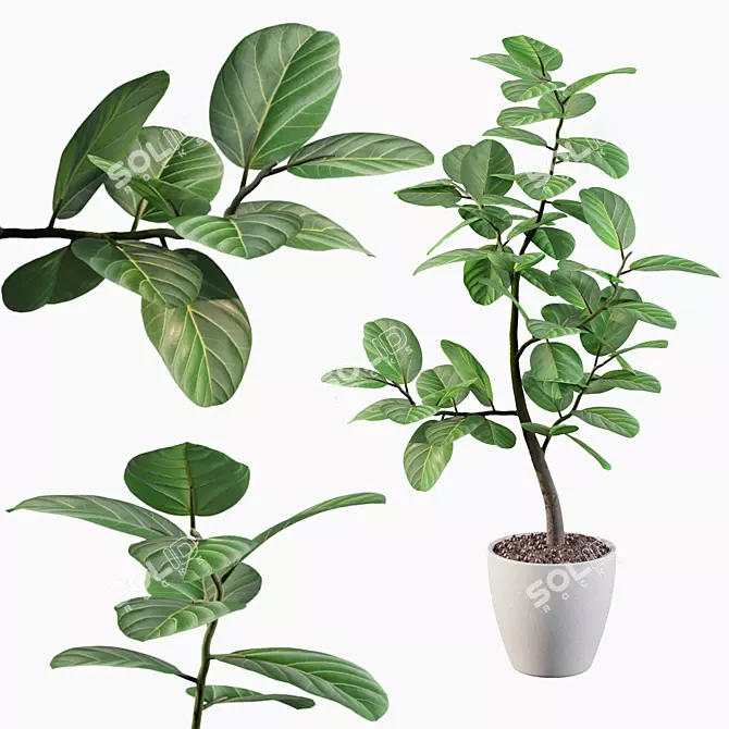 Exquisite Ficus Benghalensis Collection 3D model image 1