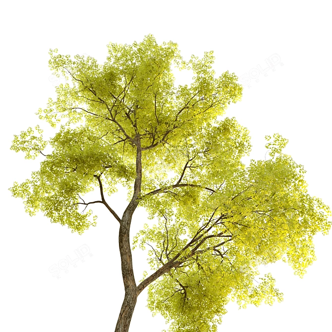 Twin Locust Trees: 12-14m High 3D model image 2