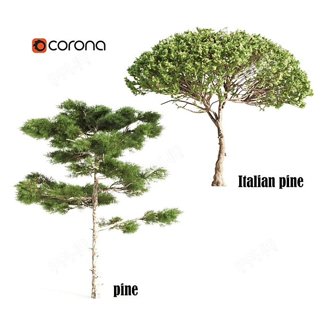 Italian Pine: 8m & Pine: 10m 3D model image 1