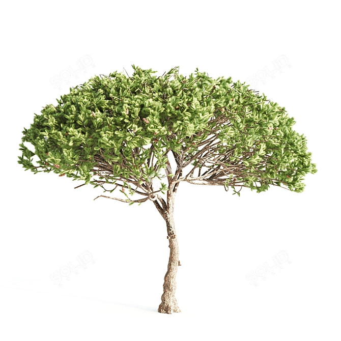 Italian Pine: 8m & Pine: 10m 3D model image 3
