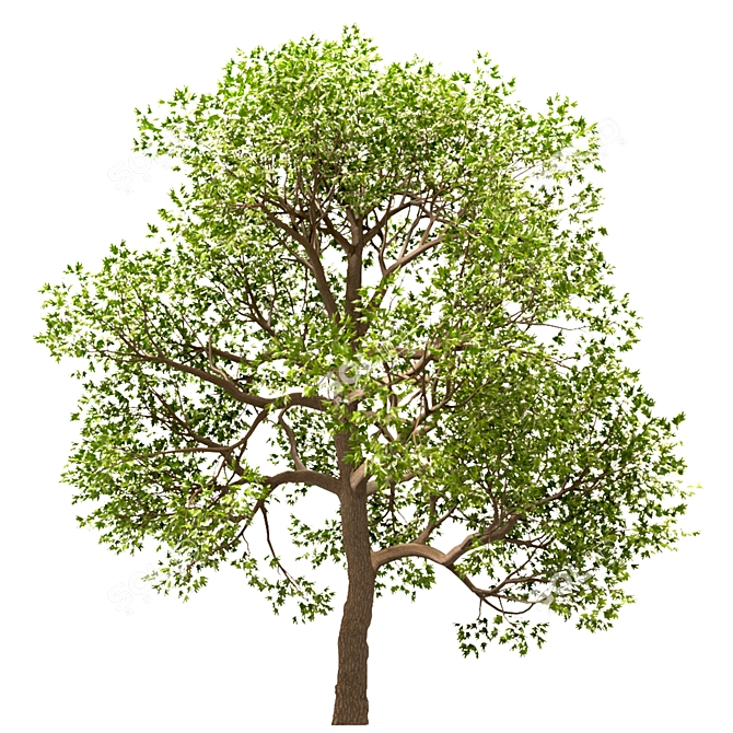 Sycamore Maple Tree Set 3D model image 2
