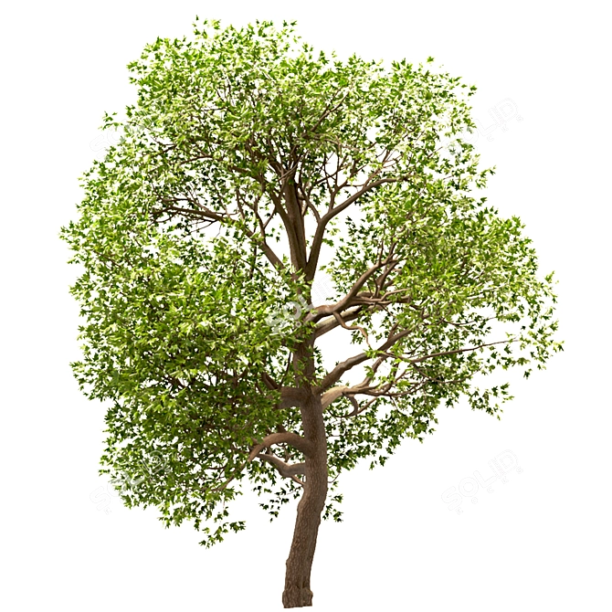 Sycamore Maple Tree Set 3D model image 4