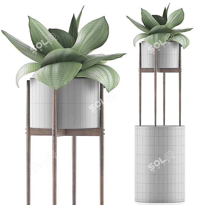 Exotic Agave Plants - 85 Varieties 3D model image 3