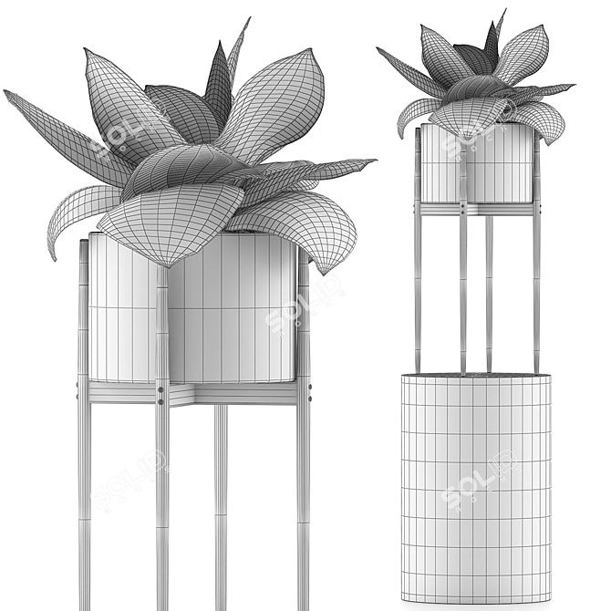 Exotic Agave Plants - 85 Varieties 3D model image 5