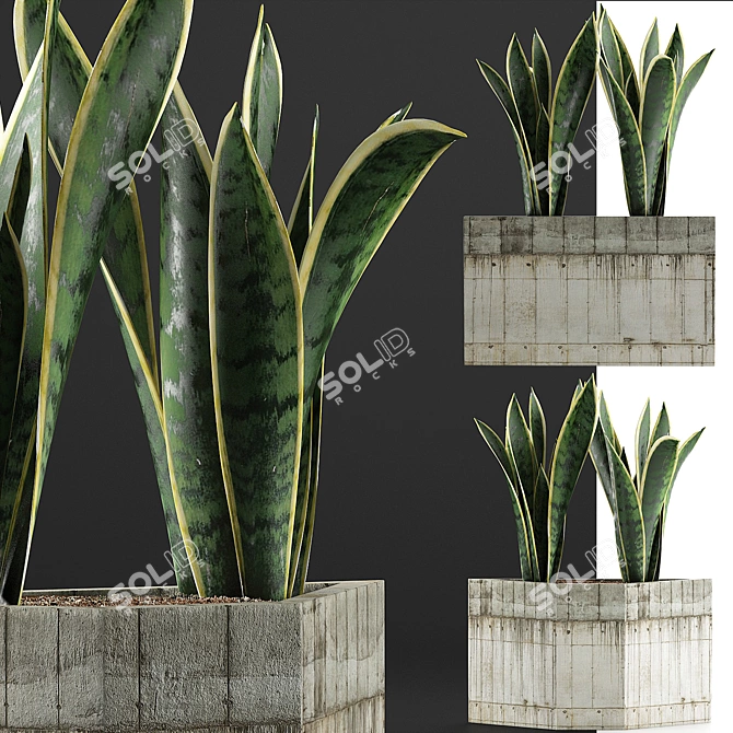 Exotic Plants Collection: Sansevieria 3D model image 2