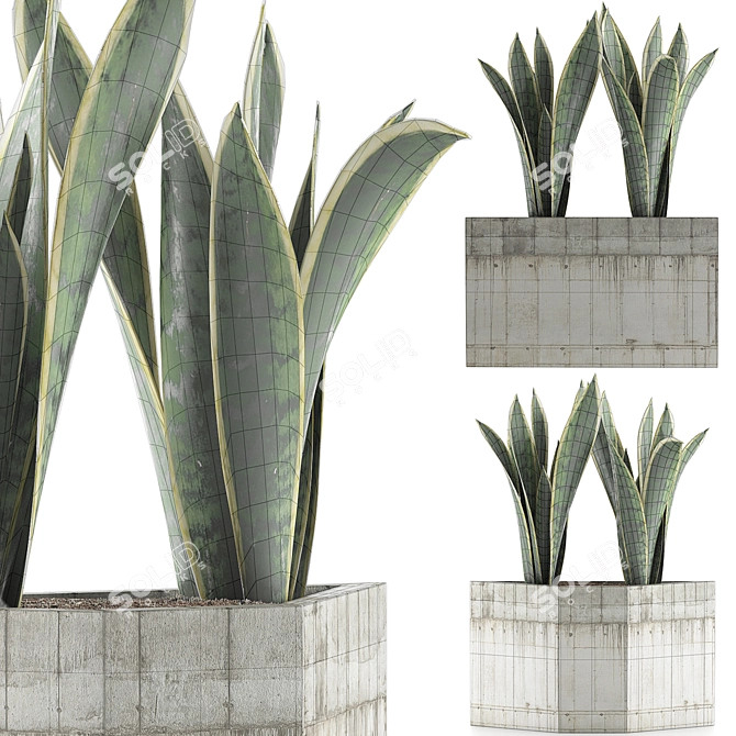 Exotic Plants Collection: Sansevieria 3D model image 3