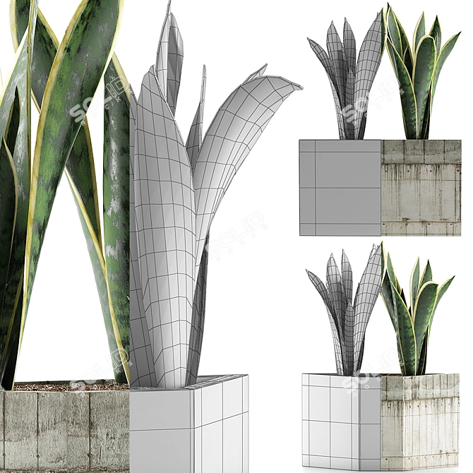 Exotic Plants Collection: Sansevieria 3D model image 4