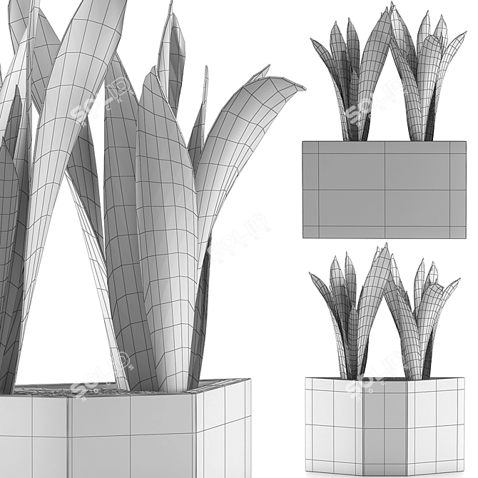 Exotic Plants Collection: Sansevieria 3D model image 5