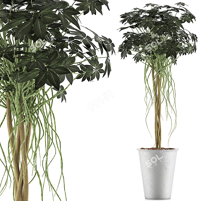 Exotic Plants Collection: 87 Schefflera Arboricola 3D model image 1