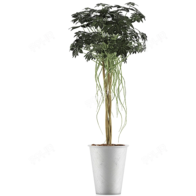 Exotic Plants Collection: 87 Schefflera Arboricola 3D model image 2