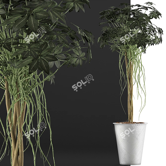 Exotic Plants Collection: 87 Schefflera Arboricola 3D model image 3