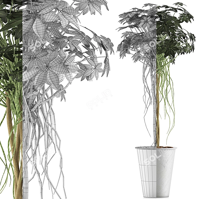 Exotic Plants Collection: 87 Schefflera Arboricola 3D model image 4