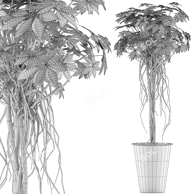 Exotic Plants Collection: 87 Schefflera Arboricola 3D model image 5