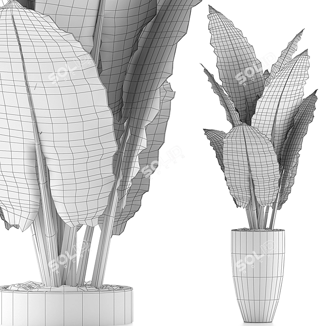 Exotic Jungle Treasures: Alocasia Plant Collection 3D model image 5