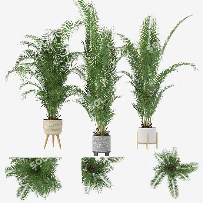 Tropical Paradise: Areca Palm Collection 3D model image 1