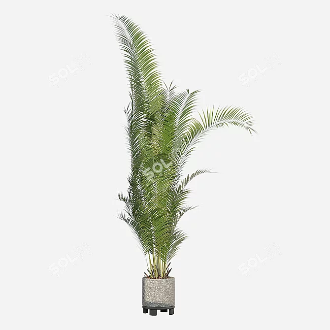 Tropical Paradise: Areca Palm Collection 3D model image 2