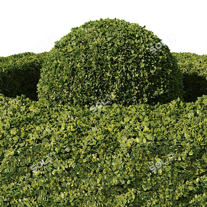 Evergreen Buxus Sempervirens Shrub 3D model image 3