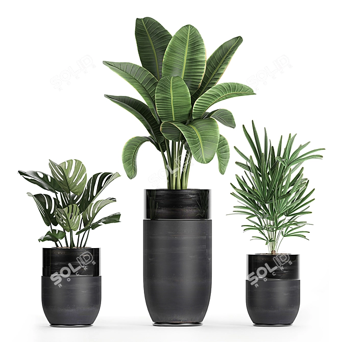 Exotic Plant Collection: Indoor and Outdoor Beauties 3D model image 2