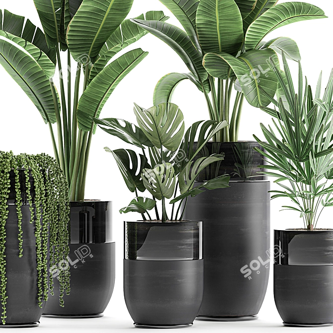 Exotic Plant Collection: Indoor and Outdoor Beauties 3D model image 3