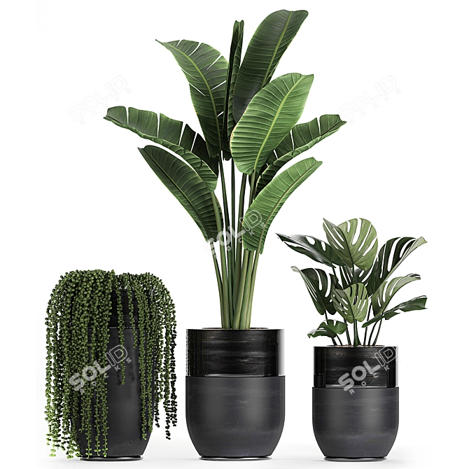 Exotic Plant Collection: Indoor and Outdoor Beauties 3D model image 4