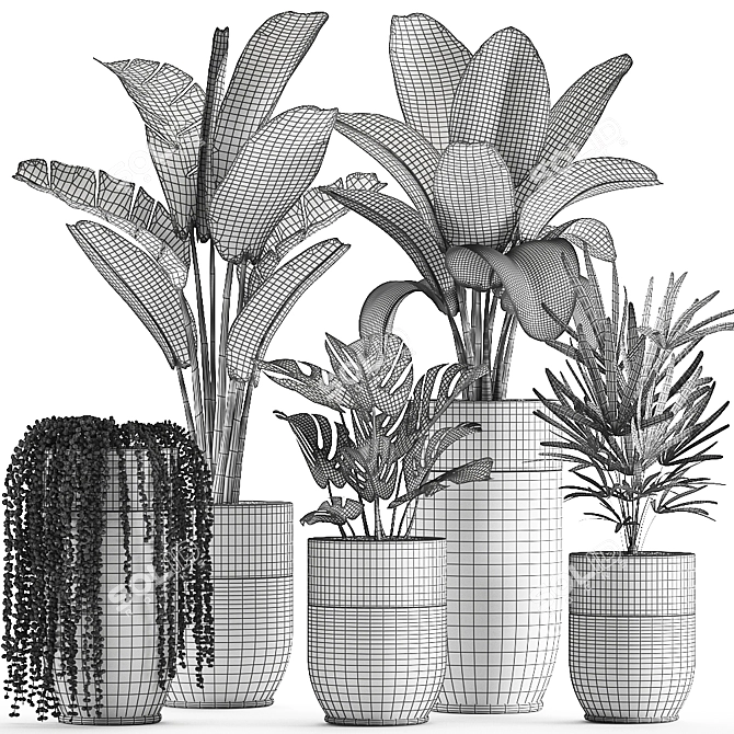 Exotic Plant Collection: Indoor and Outdoor Beauties 3D model image 5