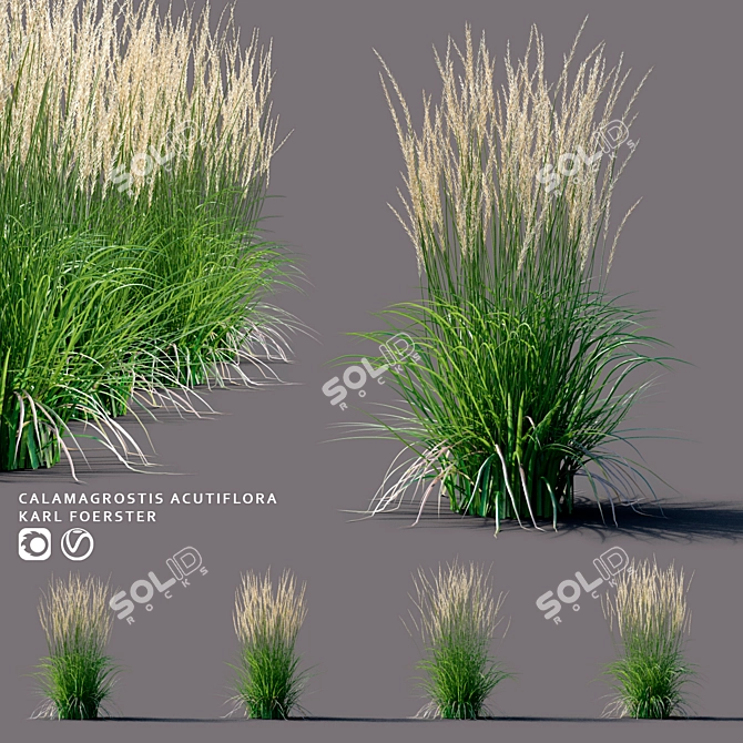 Karl Foerster Reed Grass: Elegant Calamagrostis Accent 3D model image 1