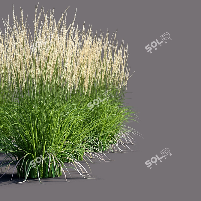 Karl Foerster Reed Grass: Elegant Calamagrostis Accent 3D model image 2