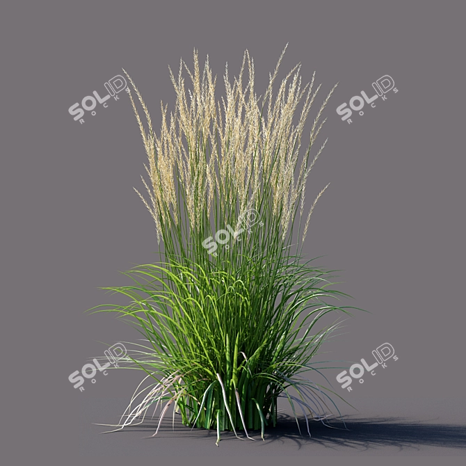 Karl Foerster Reed Grass: Elegant Calamagrostis Accent 3D model image 3