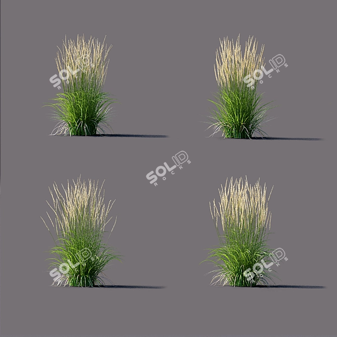 Karl Foerster Reed Grass: Elegant Calamagrostis Accent 3D model image 4