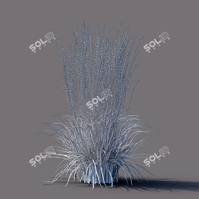 Karl Foerster Reed Grass: Elegant Calamagrostis Accent 3D model image 5