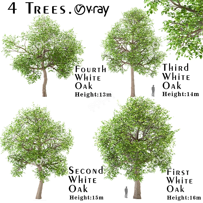 Premium White Oak Tree Set (4 Trees) 3D model image 1