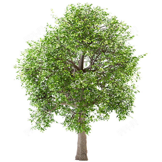 Premium White Oak Tree Set (4 Trees) 3D model image 2