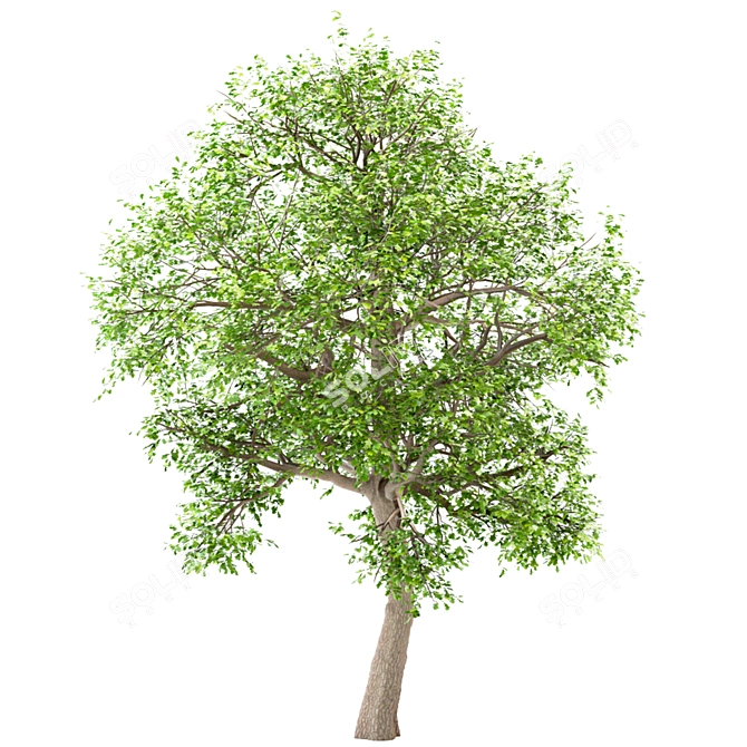 Premium White Oak Tree Set (4 Trees) 3D model image 3
