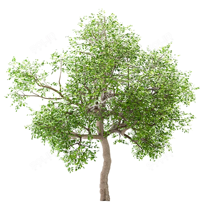 Premium White Oak Tree Set (4 Trees) 3D model image 5