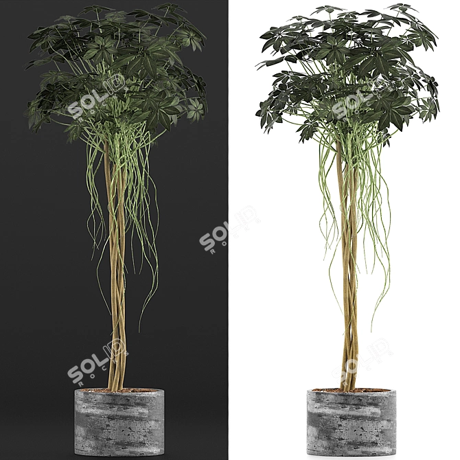 Modern Plant Collection: Schefflera Arboricola 3D model image 2