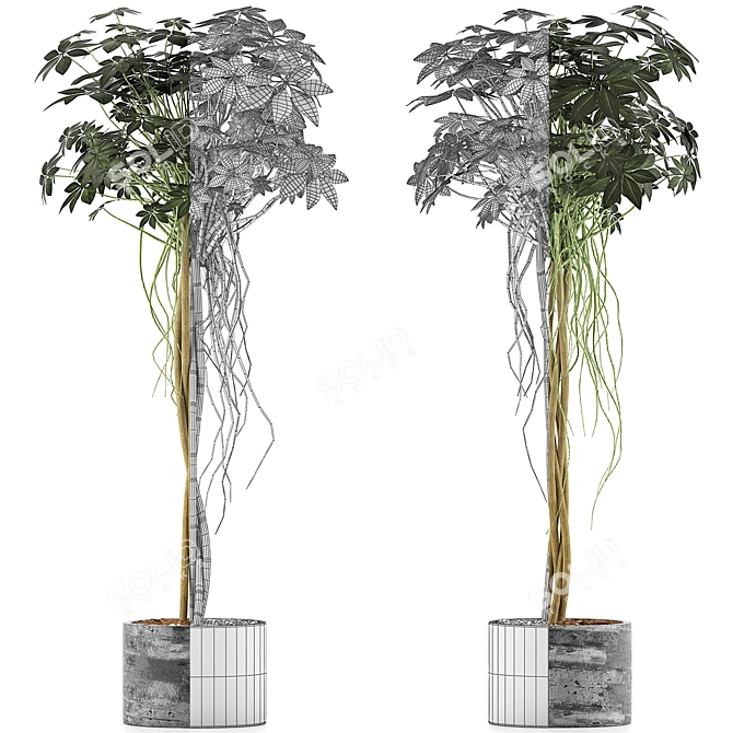 Modern Plant Collection: Schefflera Arboricola 3D model image 3