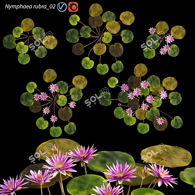 Red Water Lily - Velutha Ambal 02 3D model image 1