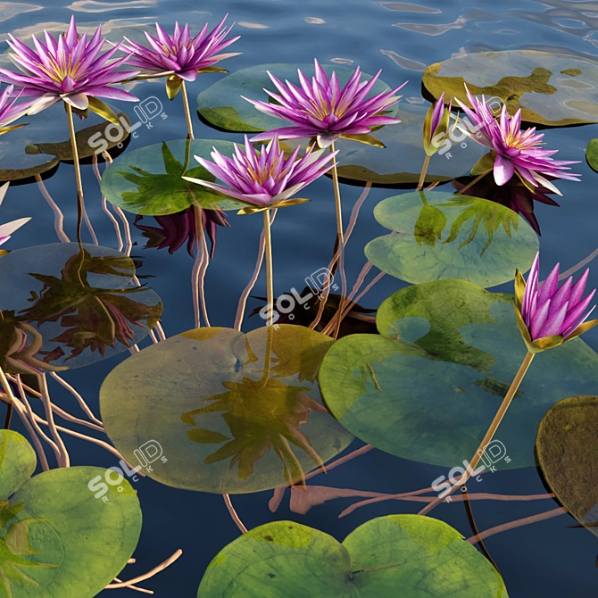 Red Water Lily - Velutha Ambal 02 3D model image 2