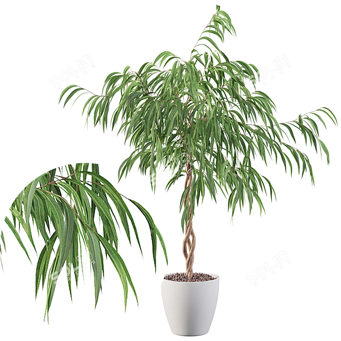 Ficus Ali: Stunning 3D Plant 3D model image 1