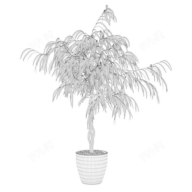 Ficus Ali: Stunning 3D Plant 3D model image 2