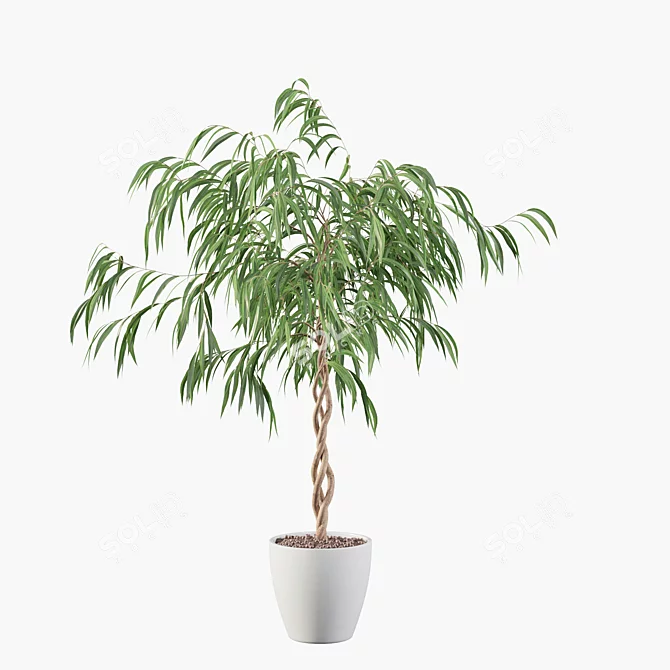 Ficus Ali: Stunning 3D Plant 3D model image 3