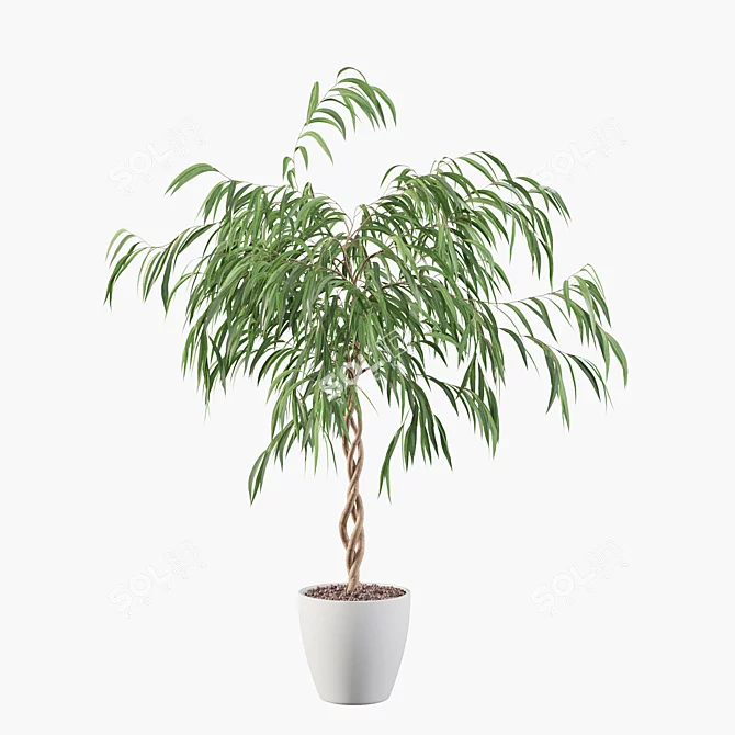 Ficus Ali: Stunning 3D Plant 3D model image 4