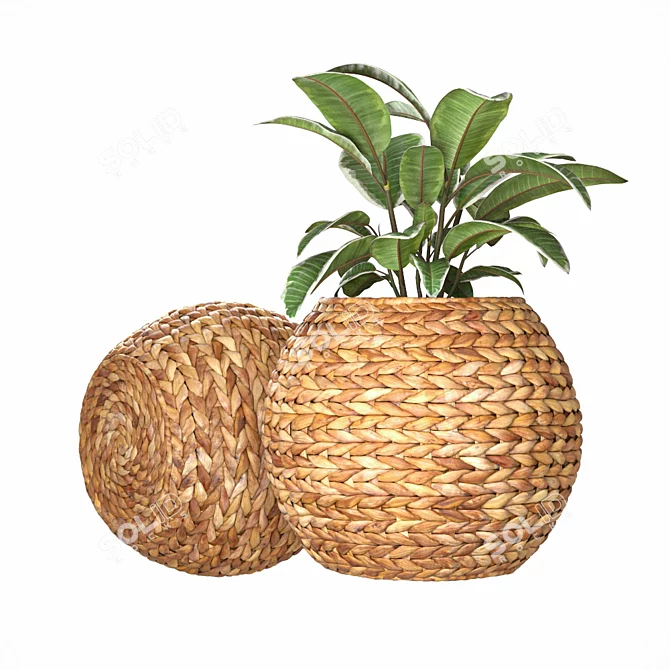 Natural Ficus in Wicker Basket 3D model image 3