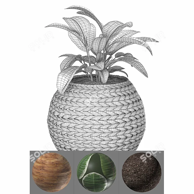 Natural Ficus in Wicker Basket 3D model image 5