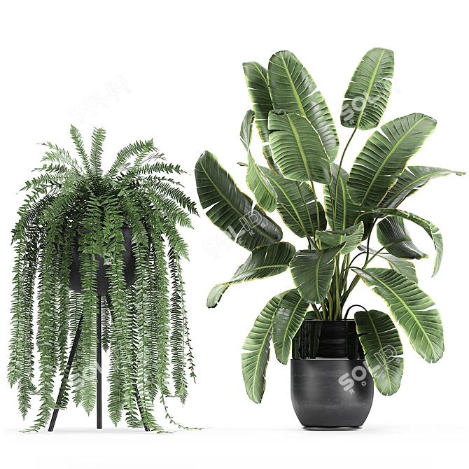 Exotic Plant Collection: Banana Palm, Ravenala, Calathea Lutea 3D model image 4