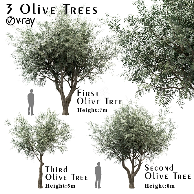 Mediterranean Glory: 3 Olive Trees 3D model image 4