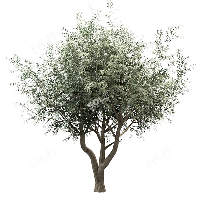 Mediterranean Glory: 3 Olive Trees 3D model image 1