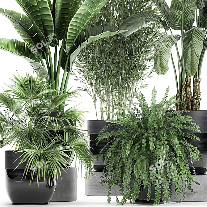 Exotic Plant Collection: Banana Palm, Cigar Plant, Strelitzia 3D model image 2