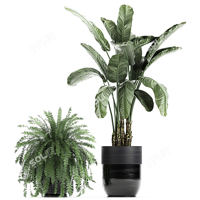 Exotic Plant Collection: Banana Palm, Cigar Plant, Strelitzia 3D model image 4